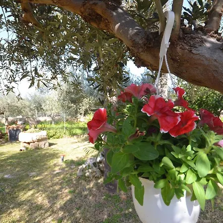 Cascina Degli Ulivi